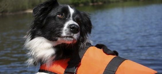 The National Search and Rescue Dog Association (NSARDA)